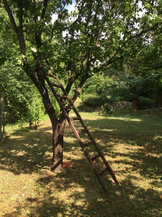 Pergola House In A Green Oasis With Fantastic View Apartment Петроварадин Екстериор снимка